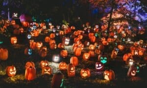 a group of pumpkins on the ground