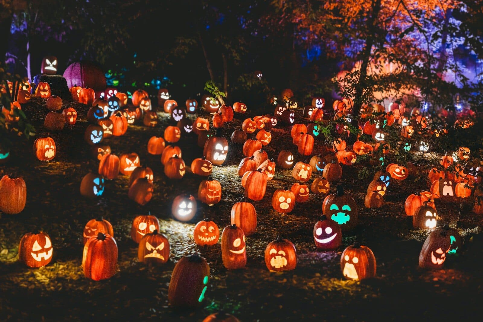a group of pumpkins on the ground
